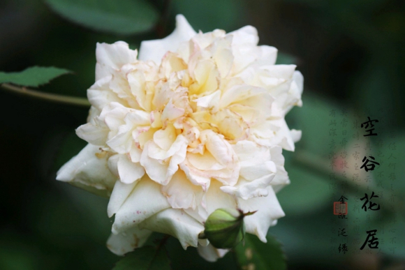 中国古老月季认识的人很少不养一棵太可惜