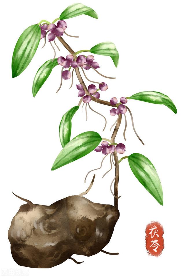 被称为四时神药的茯苓有何过人之处