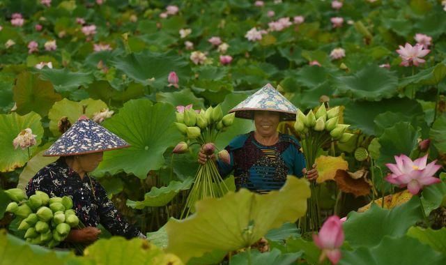 浙江金华:夏日新鲜荷花走俏市场,农户采摘忙!