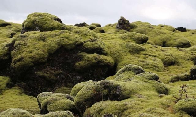 苔原的"守护者"寒带地区的标志性植物——仙女木!