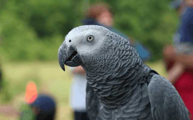 非洲鹦鹉一向以其聪明闻名于世,身为鸟类学家的艾琳自然不会放过这个