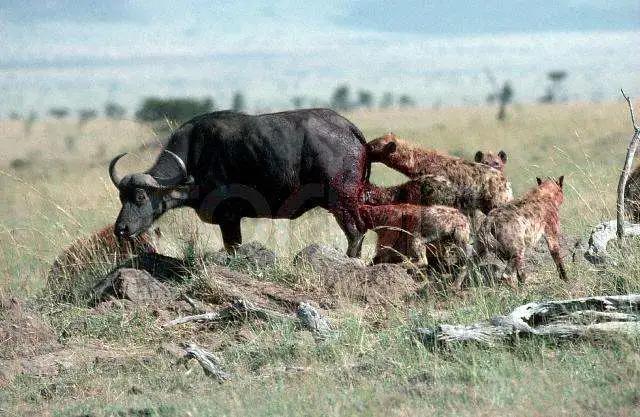 野牛惨遭鬣狗群掏肛,无助的野牛向摄影师求助!