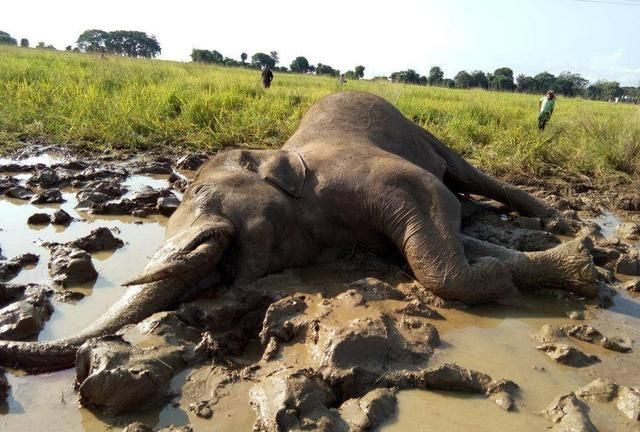 非洲356头大象转圈死,已排除中毒原因,真相值得全人类警觉