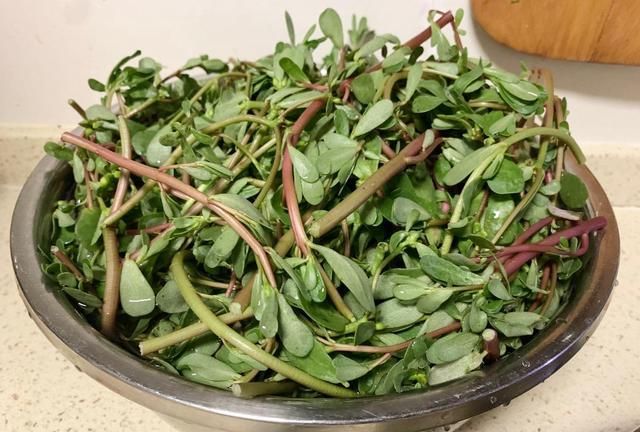 这菜又叫长寿草城里卖5块农村喂猪都不要我却像捡了宝