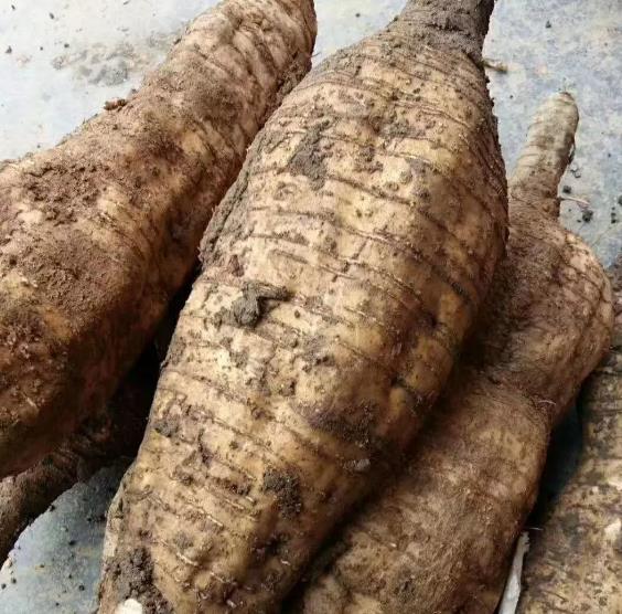 韶关特产"火山粉葛",口感绵软细嫩,你吃过吗?