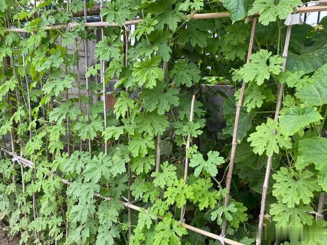 种植苦瓜,夏季管理很重要,掌握3点关键技术,结瓜多多吃不完