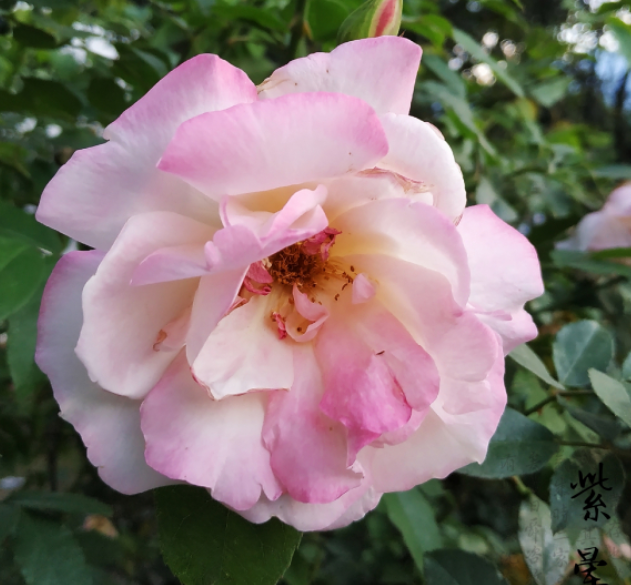 中国古老月季认识的人很少不养一棵太可惜