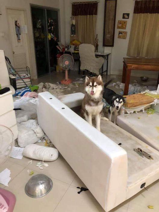主人不在家,哈士奇疯狂拆家一晚上,宛如灾难现场惨不忍睹?