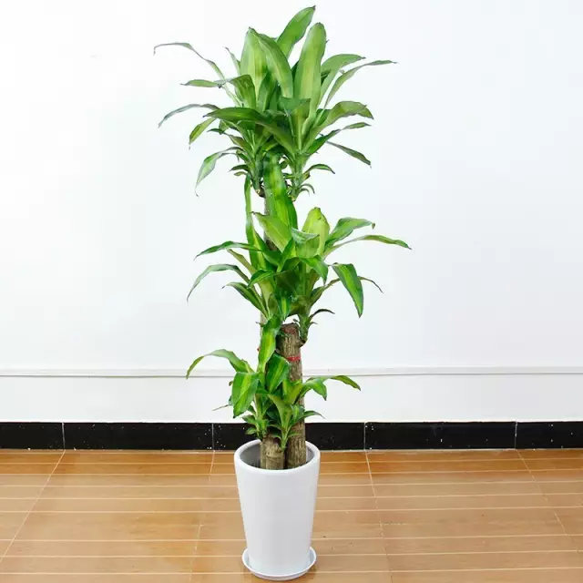 家里养5种盆栽植物就够了,空气清新,越养越健康