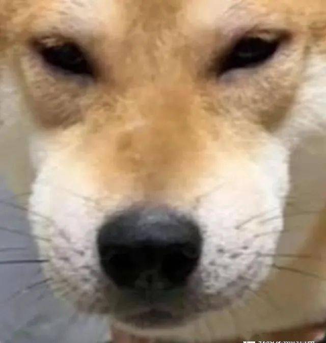 柴犬大半夜脸肿到像含卤蛋,全家一看直接被它的蠢脸笑喷