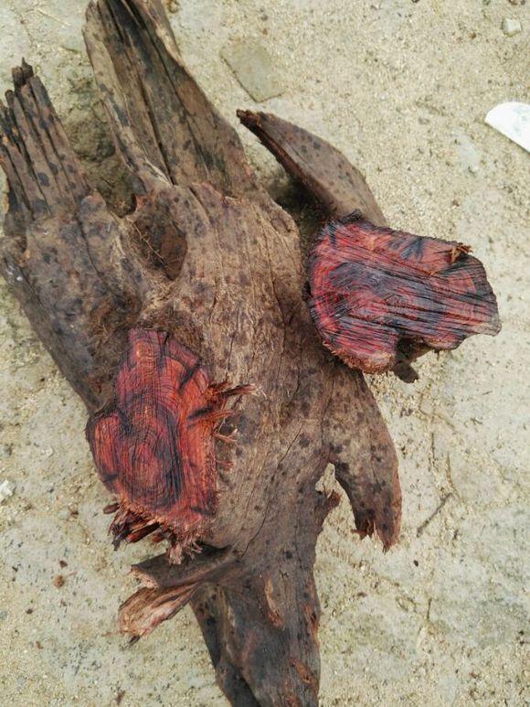 老家山上有着大片紫木不晓得是不是紫檀木好纠结啊