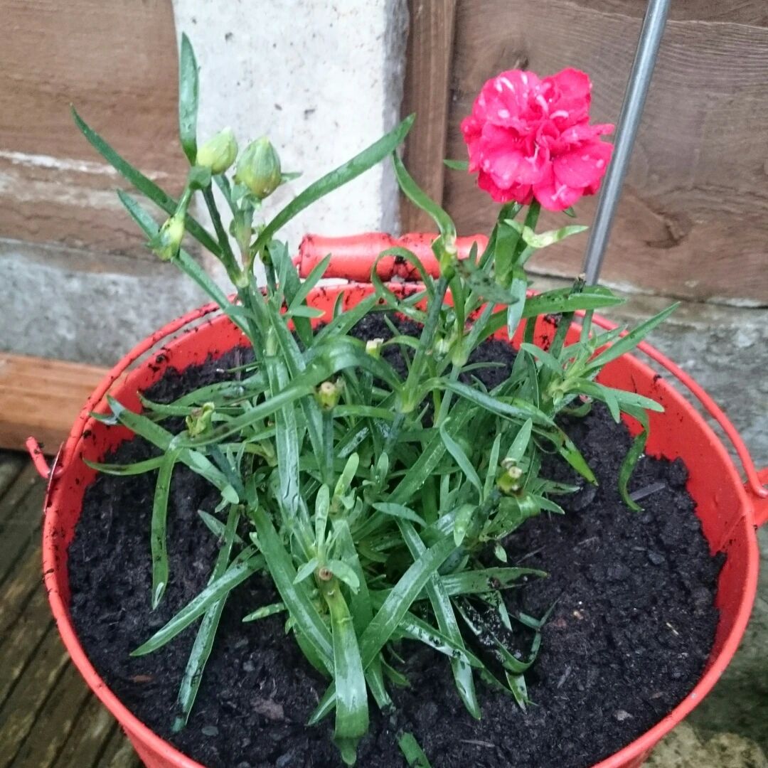 极其耐寒,害怕炎热的石竹怎么养,如何繁殖,和康乃馨有啥区别?