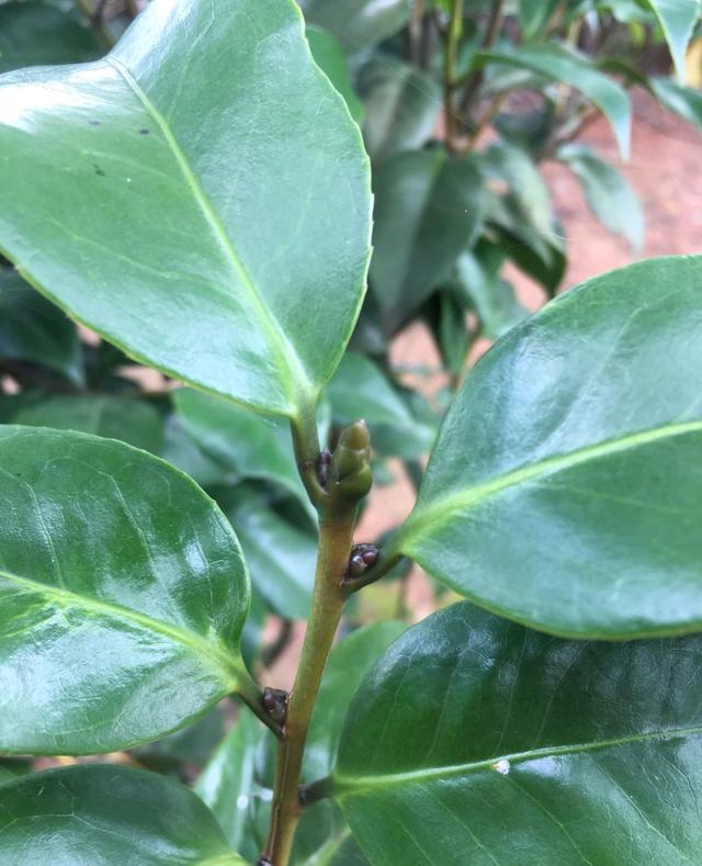 花芽分化已经长出花苞的茶花盆栽,在六月份怎么养?施肥不能少