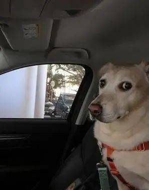 还没到医院,狗狗的表情就逐渐不对劲,网友:金钟奖最佳演员!