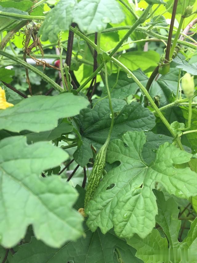 种植苦瓜,夏季管理很重要,掌握3点关键技术,结瓜多多吃不完