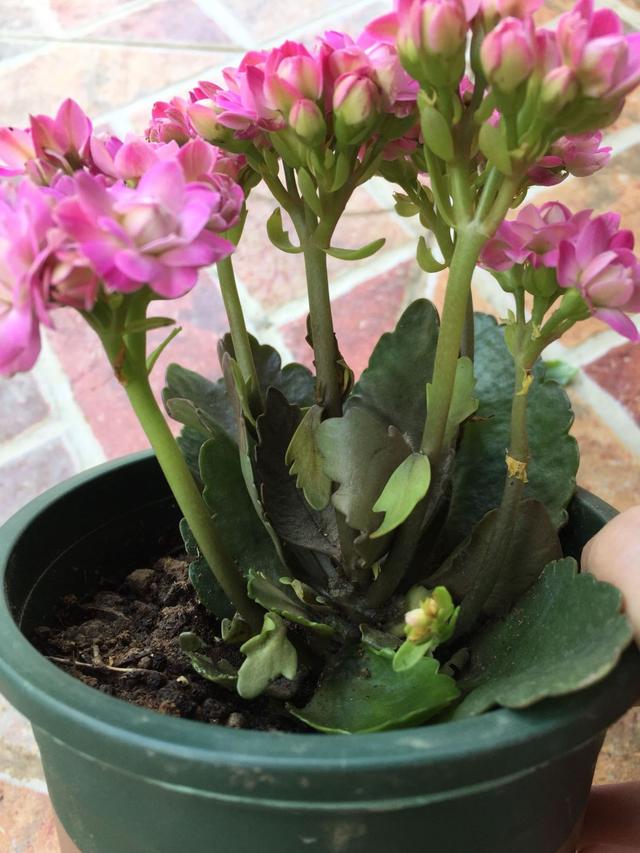 夏季买回来的长寿花盆栽为什么容易黑腐?浇水出问题,存活不乐观