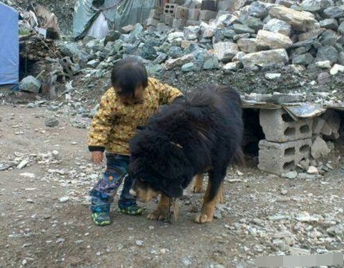 熊孩子独自跑去惹藏獒,就在妈妈情绪失控冲来时,意外发生了!