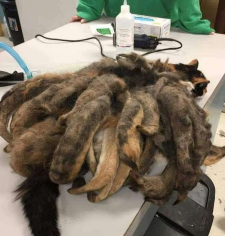 街头出现一只"九尾猫",众人纷纷围观,误会解开时哭笑不得