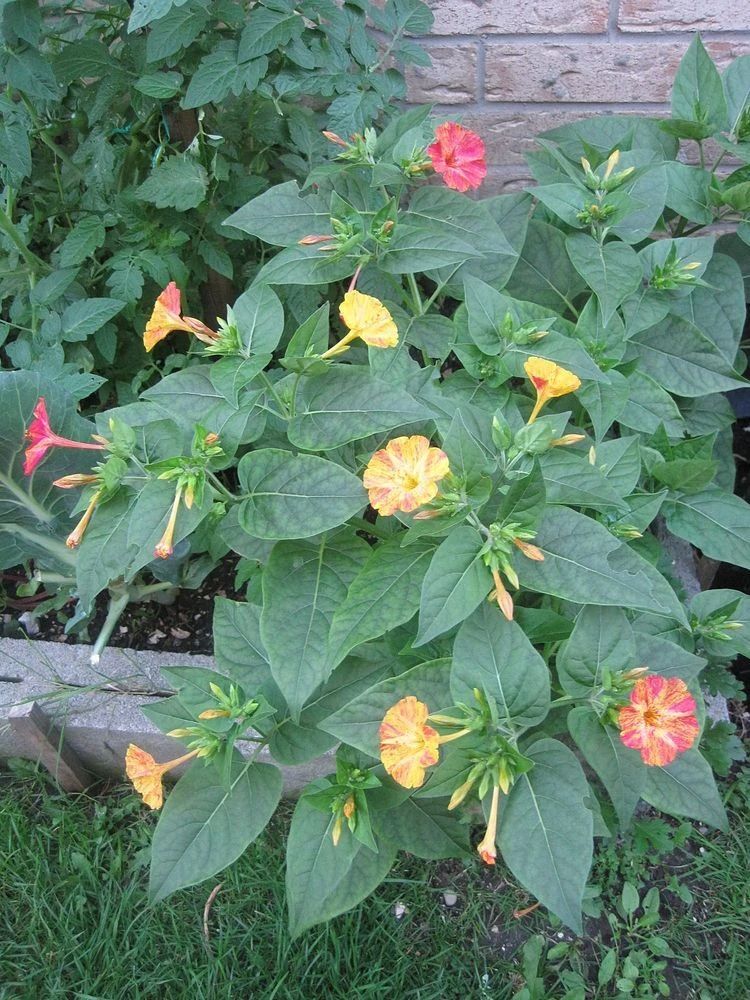 每次吃完晚饭才开花的植物,它的花朵在夜晚特别香,不要种卧室旁