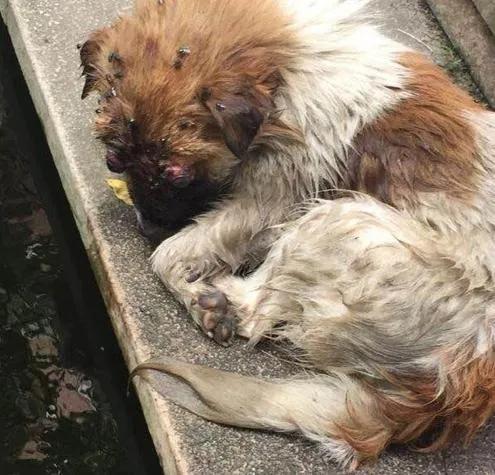 流浪狗无助的躺在路边,眼球凸出,眼窝布满蛆虫,但结局却很暖心