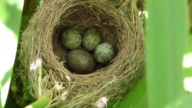 杜鹃鸟将蛋产于大苇莺巢中,大苇莺辛苦养育的孩子