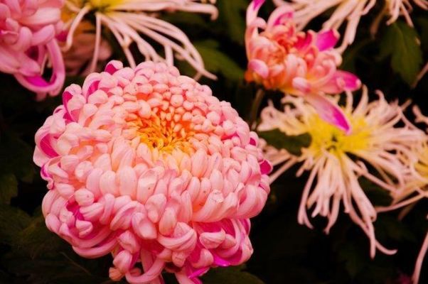 菊花如何养殖?教你3个"小窍门",养的花又大又好看