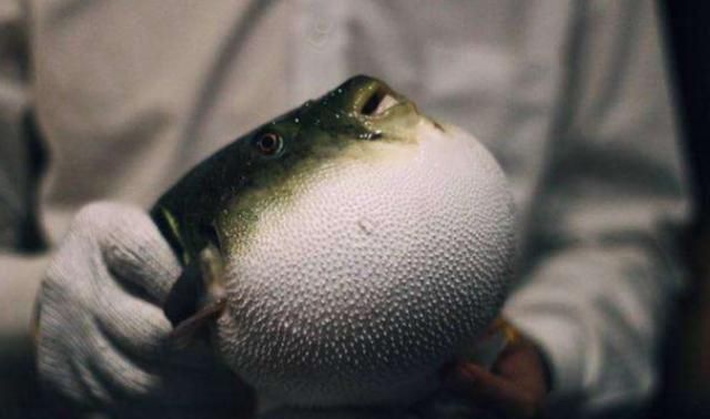 河豚鼓鼓的肚子里装的到底是什么?剖开一看,真是长见识了!