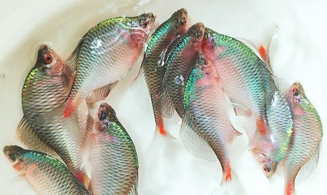 我国地大物博,农村河里的淡水鱼资源丰富,其中不乏珍贵稀少的鱼类,像