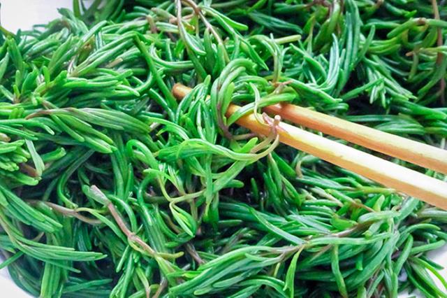 海边1种无叶草,农民叫它"皇帝菜",如今才7元一斤别错过|野菜|含盐量