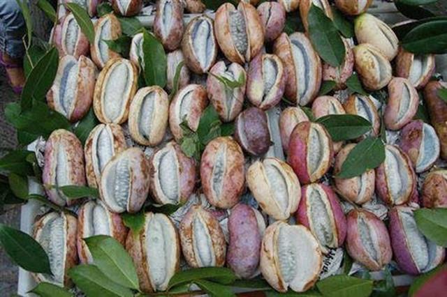 这水果,在日本是"土豪专享",在中国满山都是,免费我都懒得捡