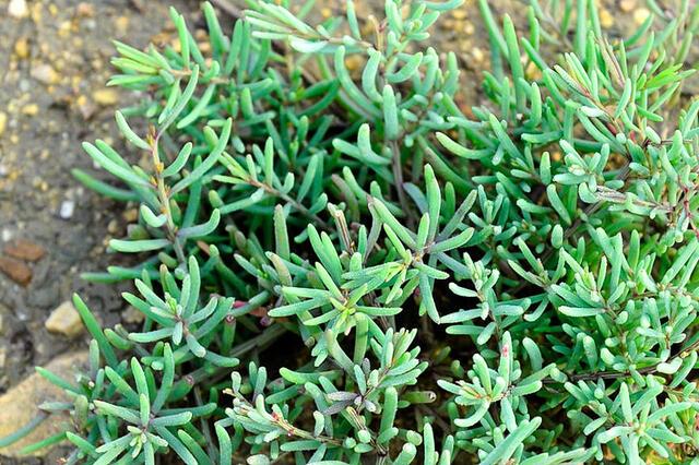 海边1种无叶草,农民叫它"皇帝菜",如今才7元一斤别错过|野菜|含盐量