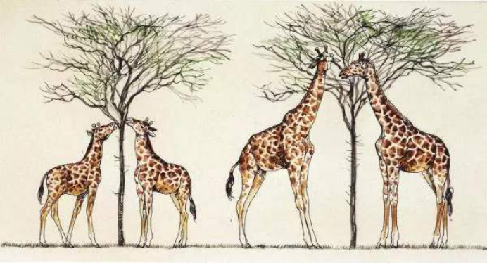 用进废退和进化论,你站哪一边?科学家曾做残酷实验来寻找答案