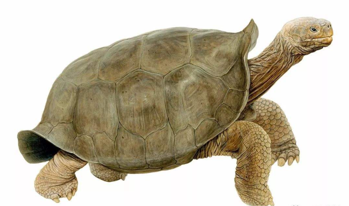 消失113年巨龟重现地球消失的生物为何出现它到底在哪里