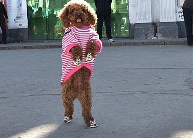 养泰迪犬最坑的几大误区,你却毫不知情