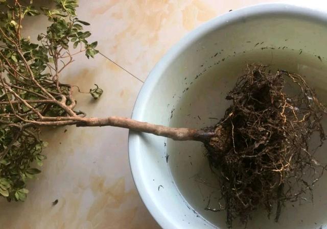 烂根的杜鹃花在夏季洗根了怎么养活狠修剪重保湿发芽