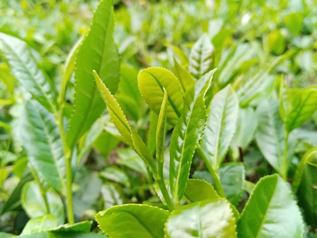 有机茶园|小暑|乌龙茶_新浪新闻