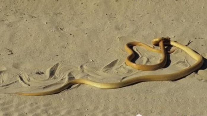 沙漠黄金蛇吞食黄金蛇,从来都是大蛇吞小蛇|沙漠|大蛇|蛇头_新浪新闻