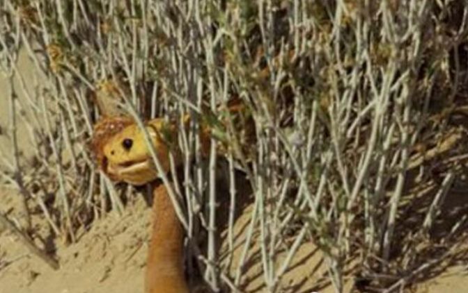 沙漠黄金蛇吞食黄金蛇,从来都是大蛇吞小蛇|沙漠|大蛇|蛇头_新浪新闻