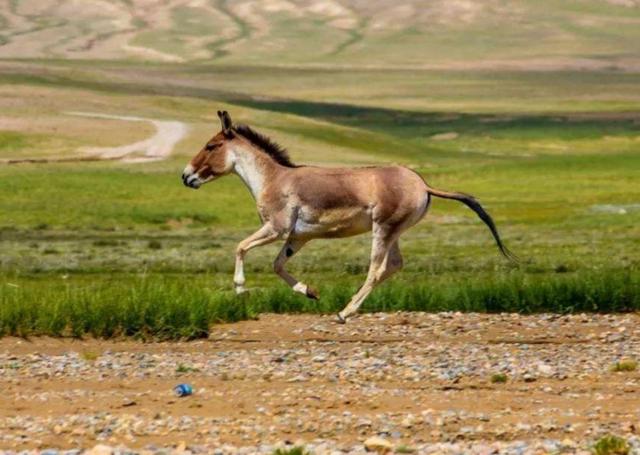 甘肃发现珍稀动物"藏野驴",它喜欢和车赛跑,跑赢了会非常自豪