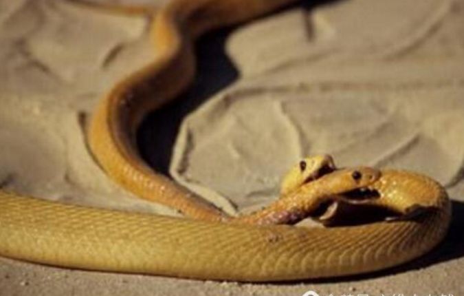 沙漠黄金蛇吞食黄金蛇,从来都是大蛇吞小蛇|沙漠|大蛇|蛇头_新浪新闻