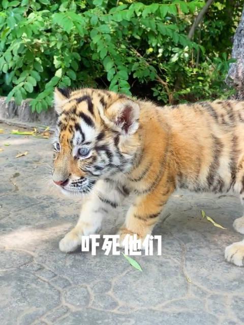 小老虎的恶虎咆哮到底有多可爱?