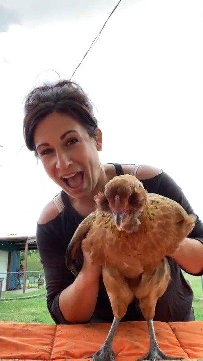 原来鸡也会怕痒_手机新浪网