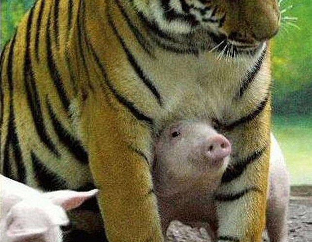 并且虎妈也越来越健硕,小猪也不用在穿着小老虎的衣服也可以和虎妈