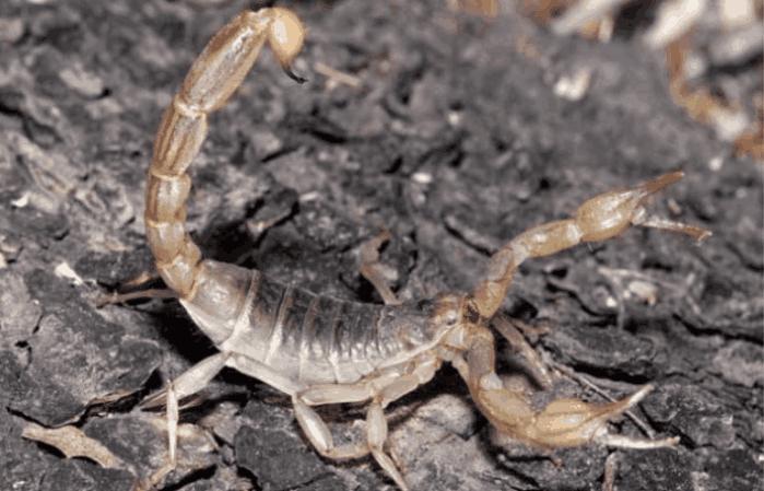 男子5岁开始吃活蝎子, 一天50条, 医生给他检查身体后不敢休闲区蓝鸢梦想 - Www.slyday.coM