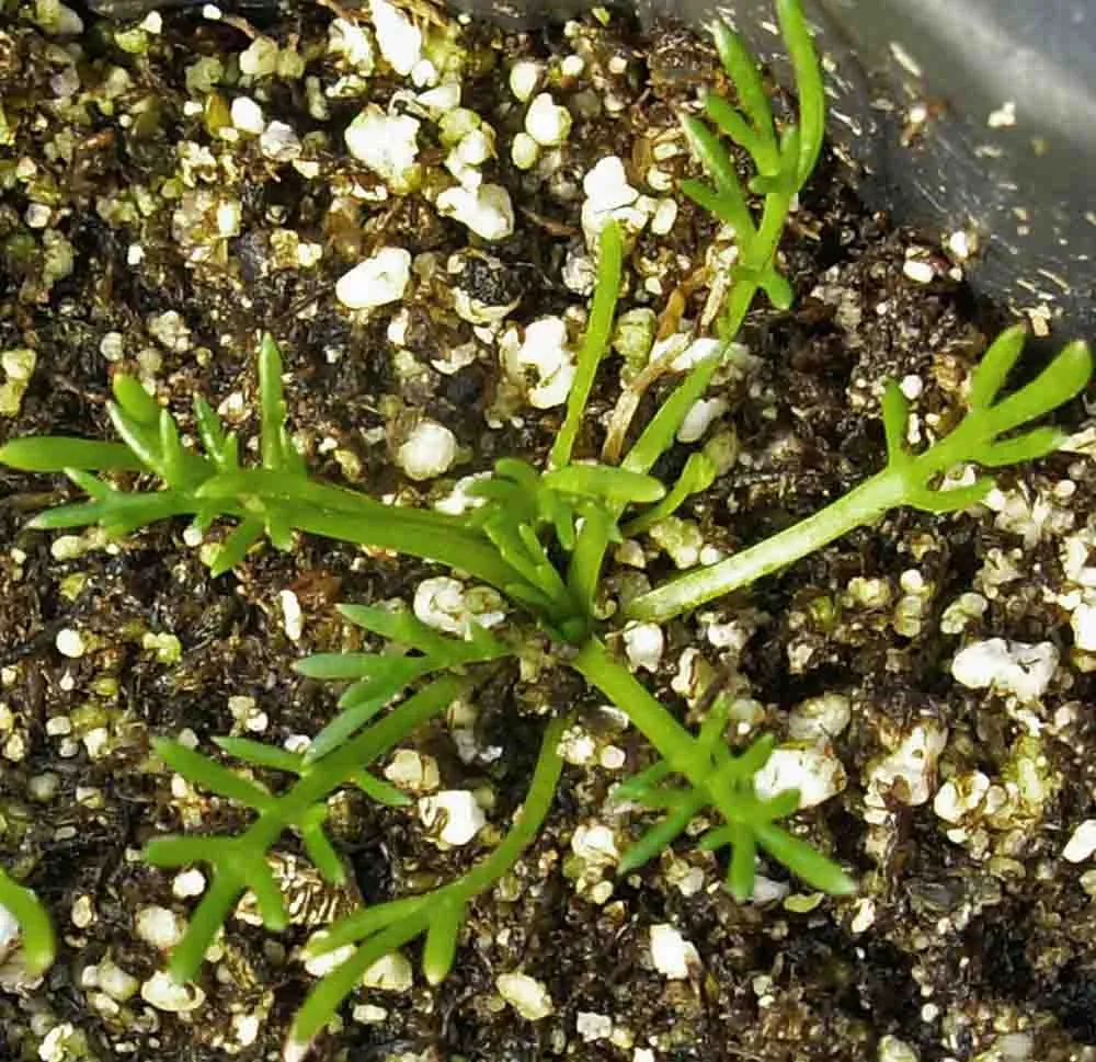 在花盆里种花开灿烂的洋甘菊,教你播种培育幼苗,花朵可不断采摘