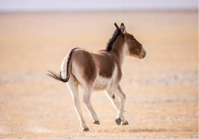 甘肃发现珍稀动物"藏野驴",它喜欢和车赛跑,跑赢了会非常自豪