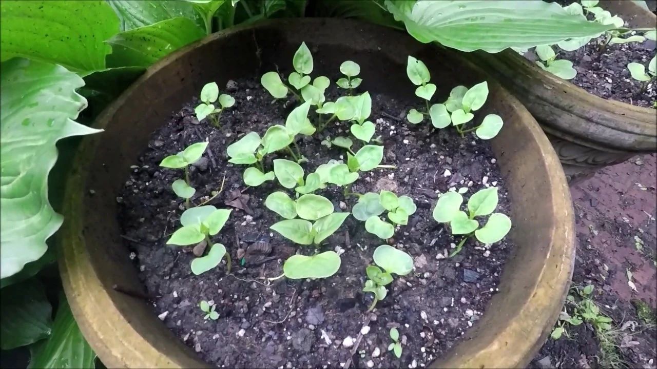 每次吃完晚饭才开花的植物,它的花朵在夜晚特别香,不要种卧室旁