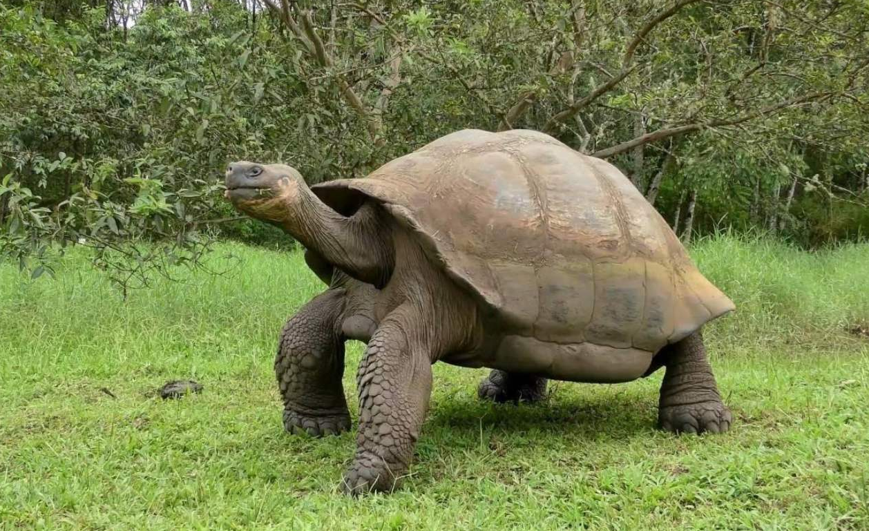 消失113年巨龟重现地球消失的生物为何出现它到底在哪里