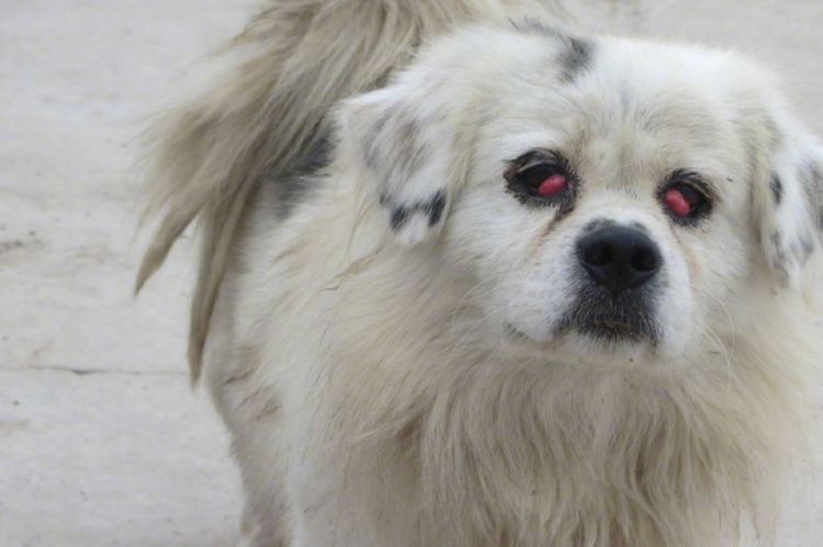 老汉路遇红眼流浪狗被吓一跳,然而结局十分暖心