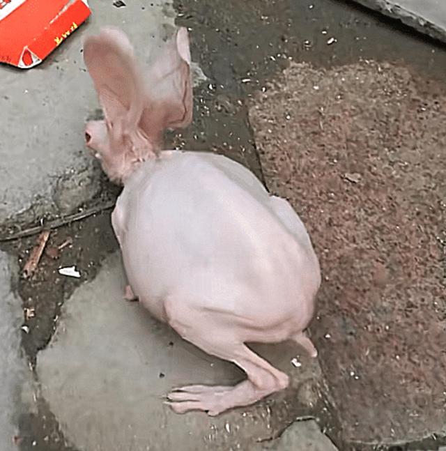 网友把小白兔带回家后,孩子十分兴奋,每天早上起床第一件事就是把兔子